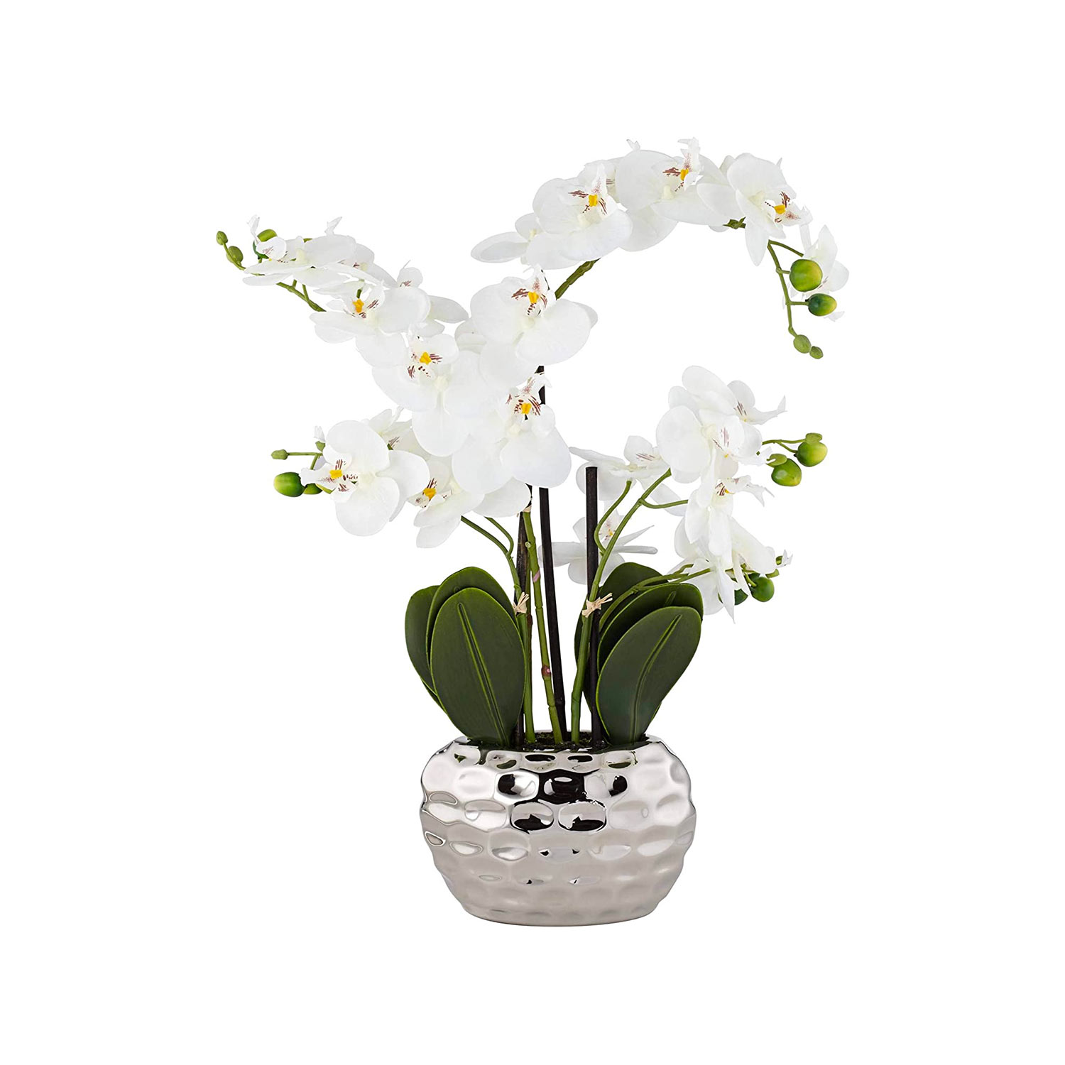 White Phalaenopsis Orchid